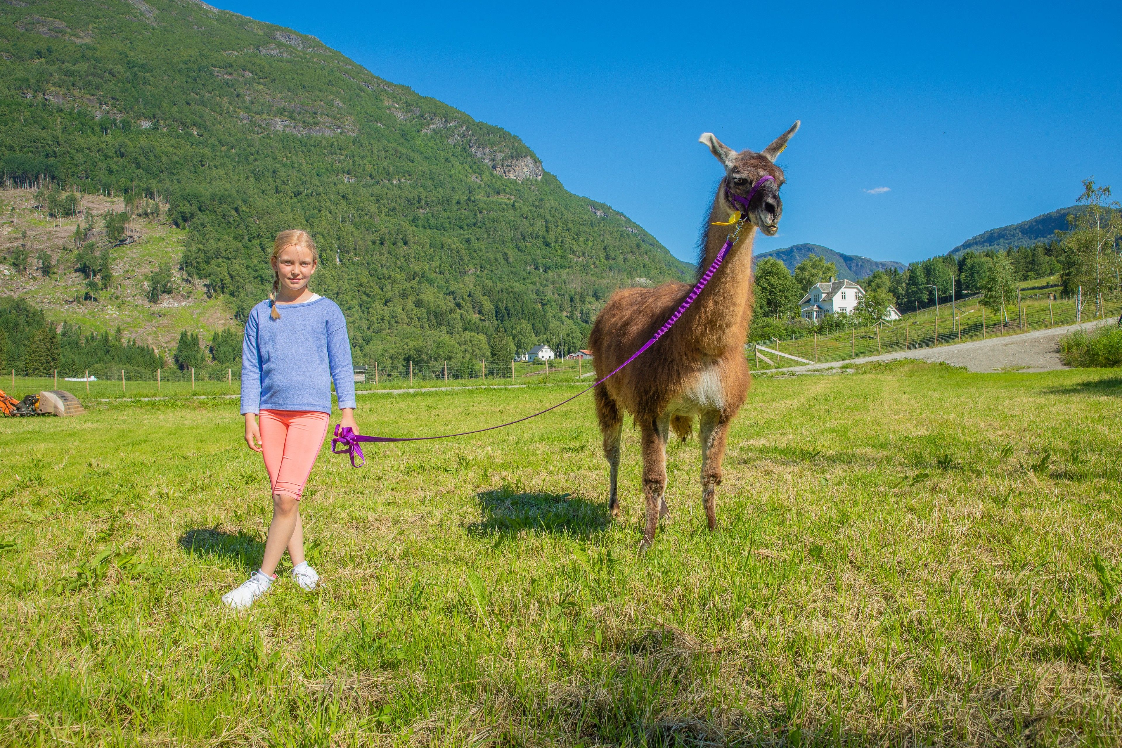 Skjolden Llamas