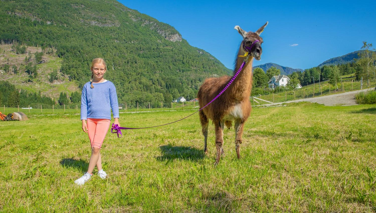 Skjolden Llamas