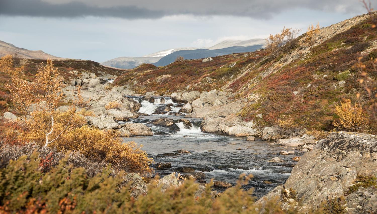 Moskussafari med personlig guide