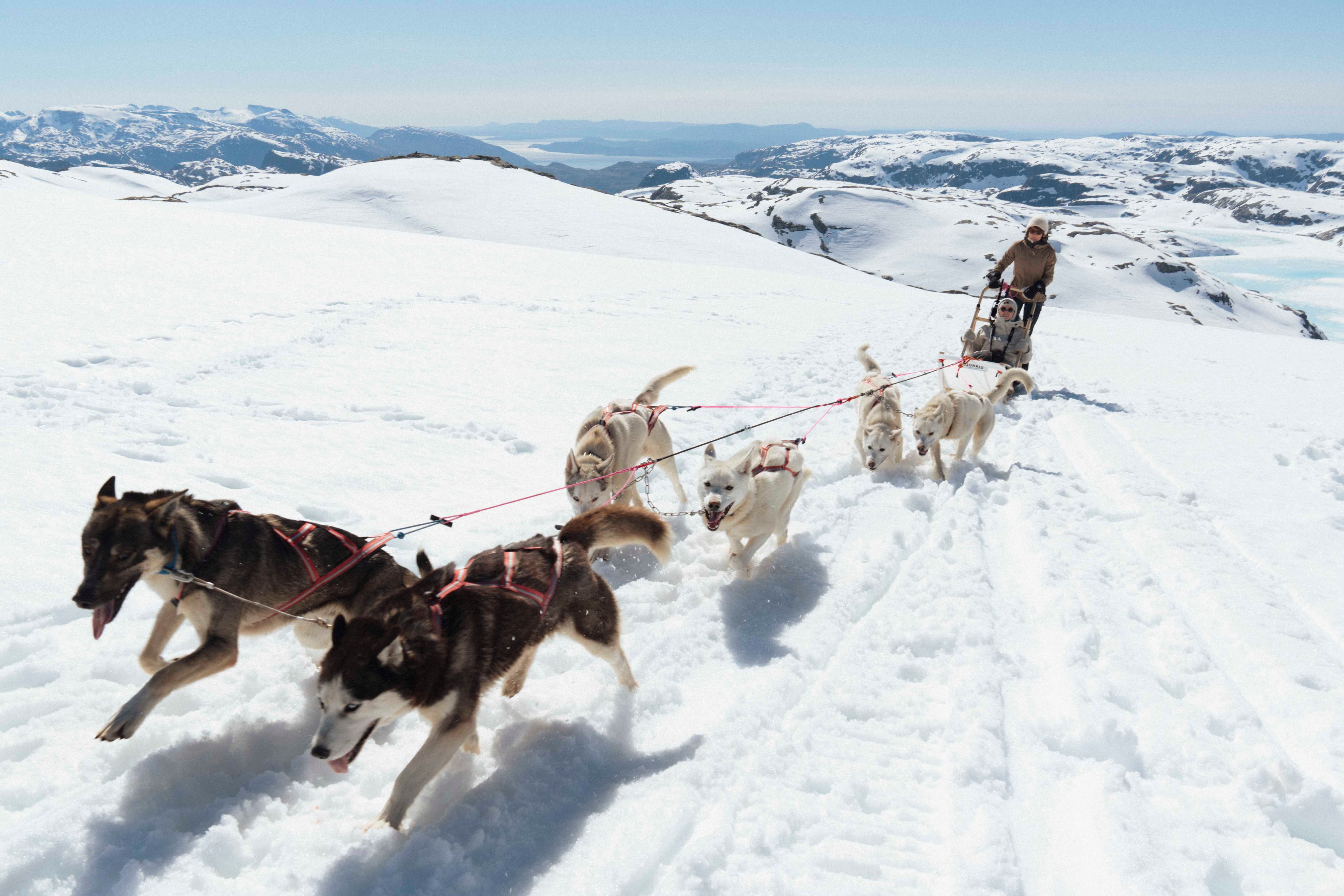 Hundekjøring på folgefonna husky camp løper gjennom snødekte fjell på Folgefonna med en vakker utsikt over hardangerfjorden og fjell i bakgrunnen.