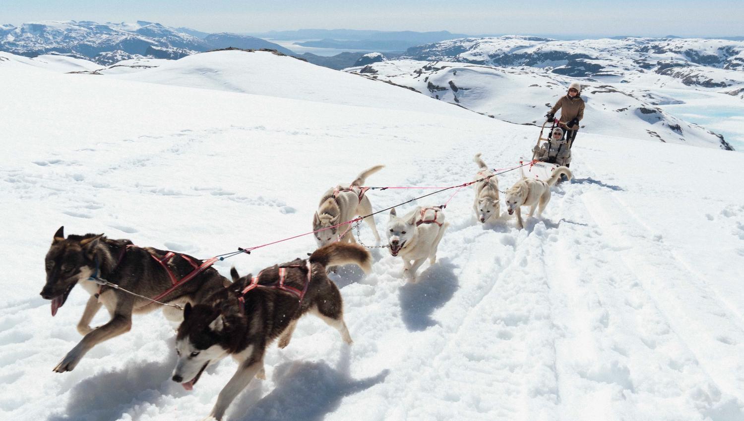 Hundekjøring på folgefonna husky camp løper gjennom snødekte fjell på Folgefonna med en vakker utsikt over hardangerfjorden og fjell i bakgrunnen.