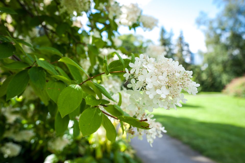 Syrinblomstring i Botanisk hage, Oslo