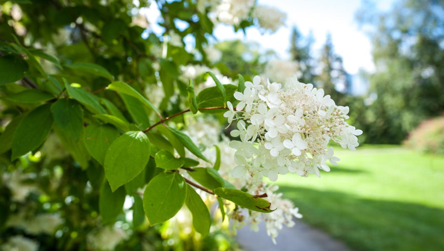 Syrinblomstring i Botanisk hage, Oslo