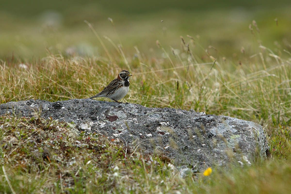 Lappspurv_web_20060708003