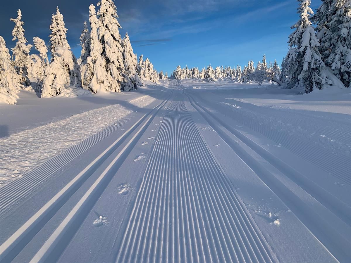 Nypreparerte skispor som strekker seg gjennom et tett, vinterkledd skogområde badet i sollys.