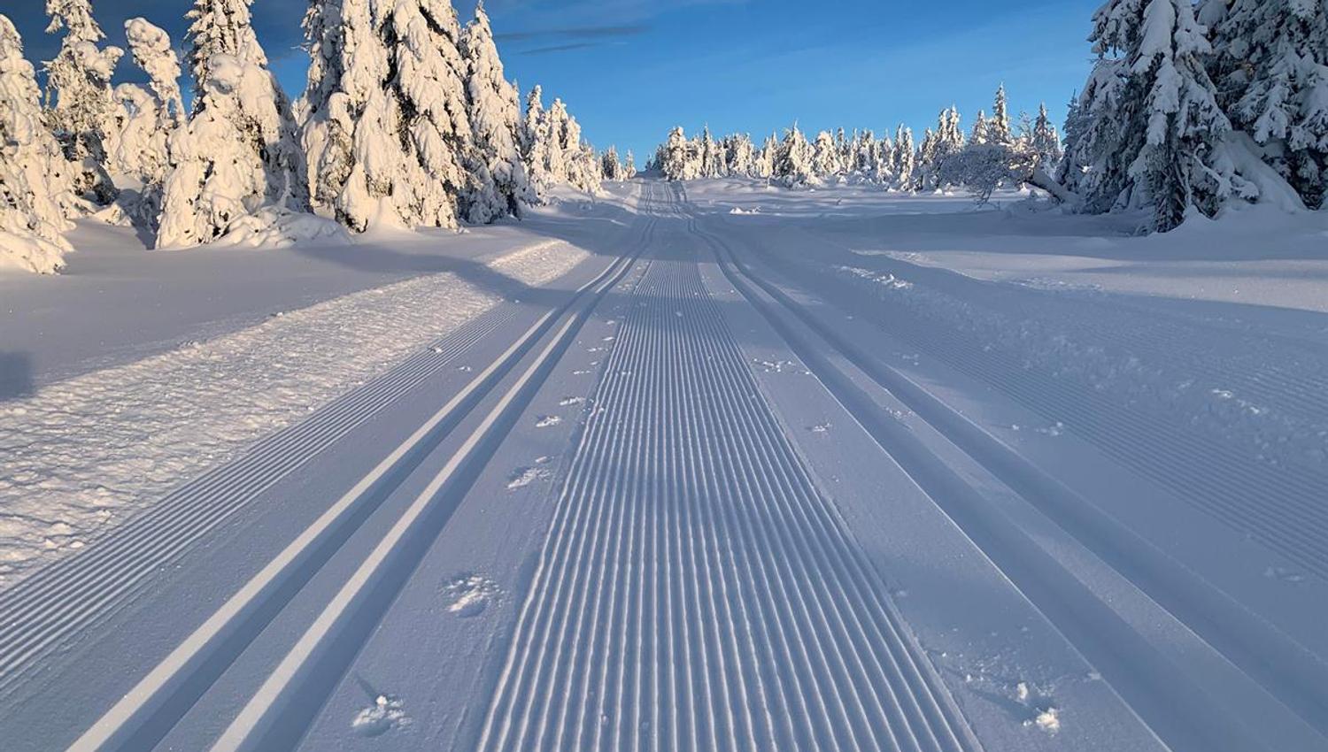 Nypreparerte skispor som strekker seg gjennom et tett, vinterkledd skogområde badet i sollys.