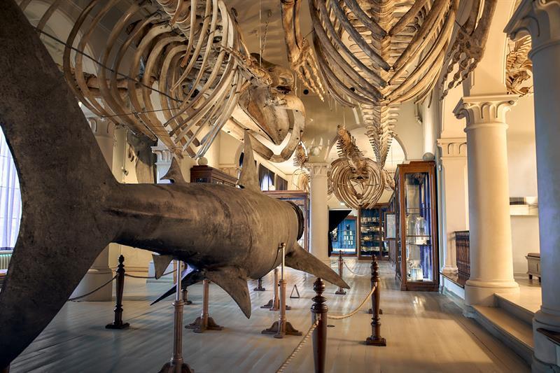 The University Museum of Bergen