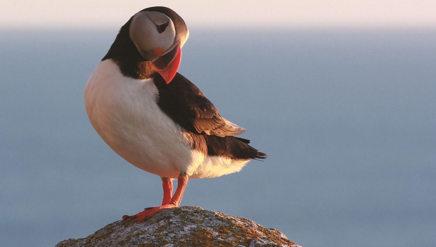 Lovund og Lundefuglen