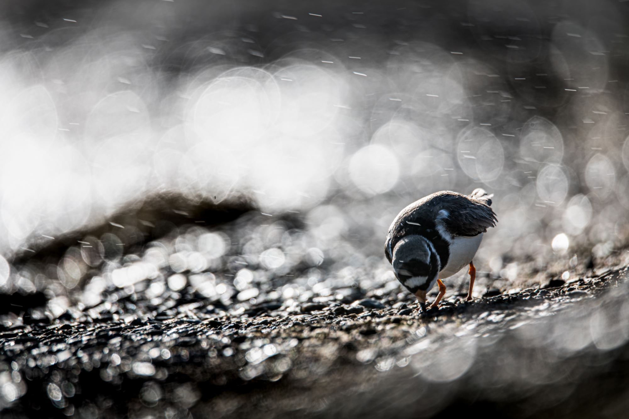 Bird watching with guide