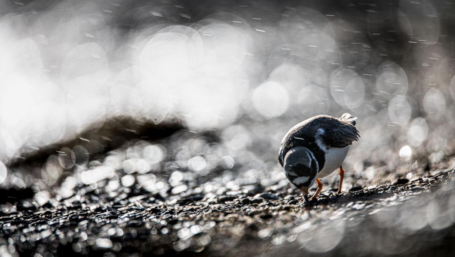 Bird watching with guide