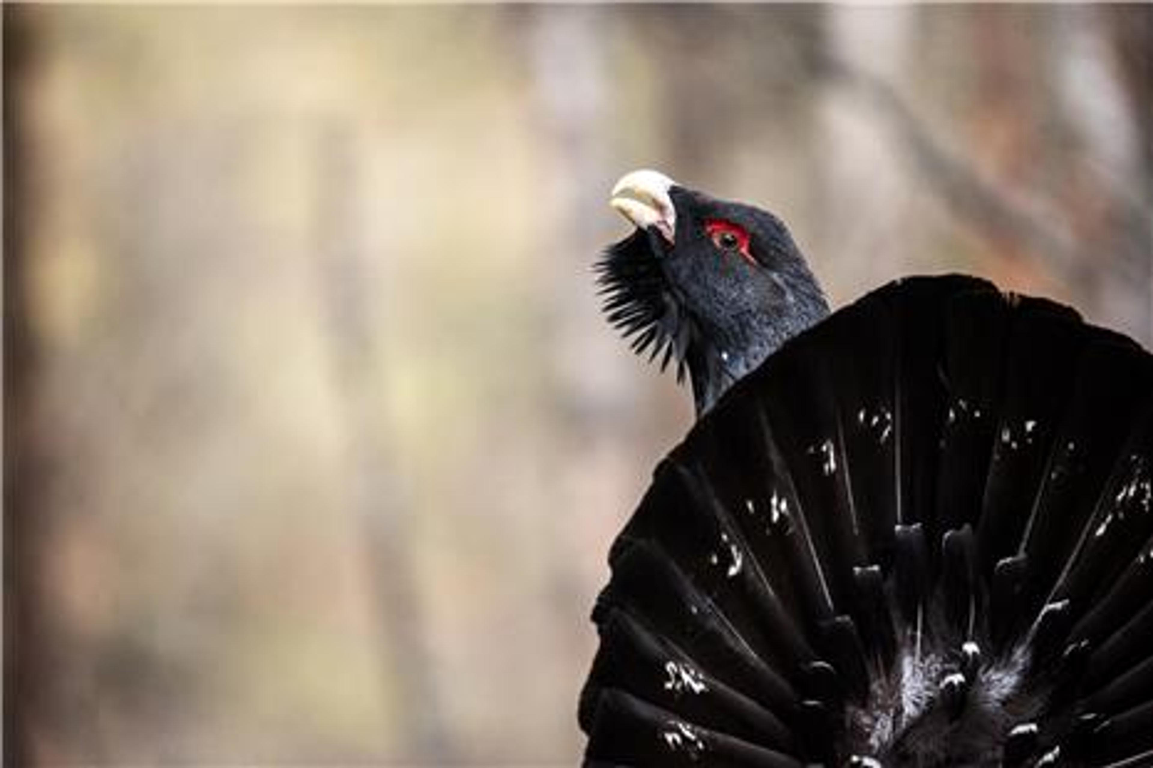 Vogelbeobachtungssafari