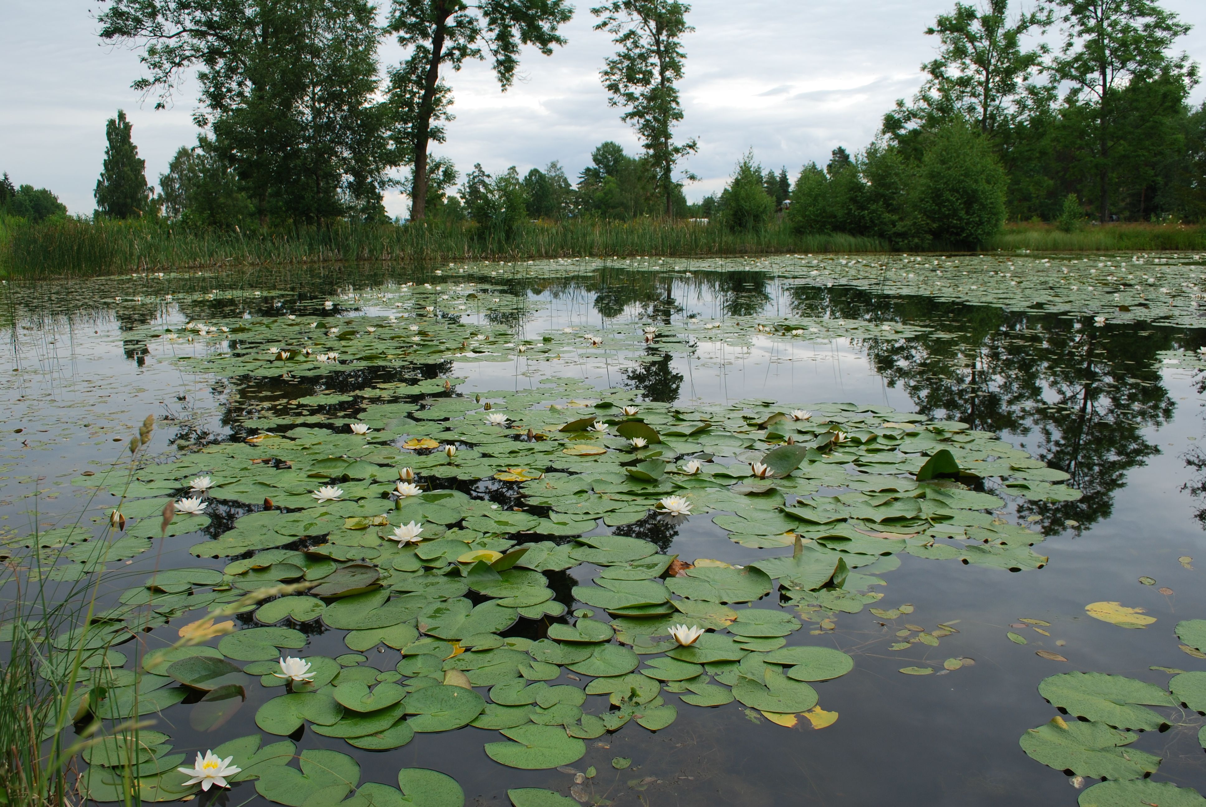 Vannliljer på tjernet