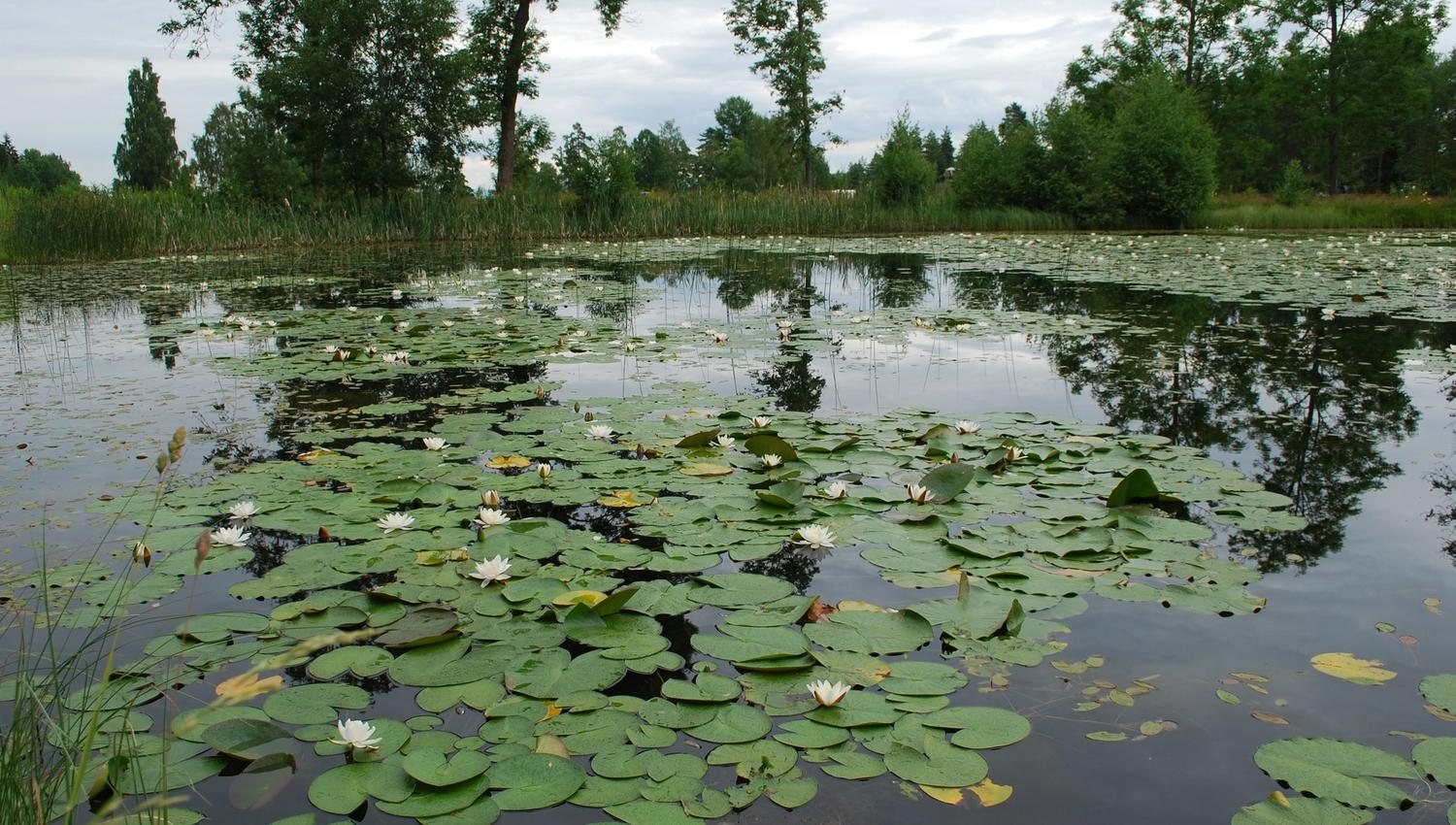Vannliljer på tjernet