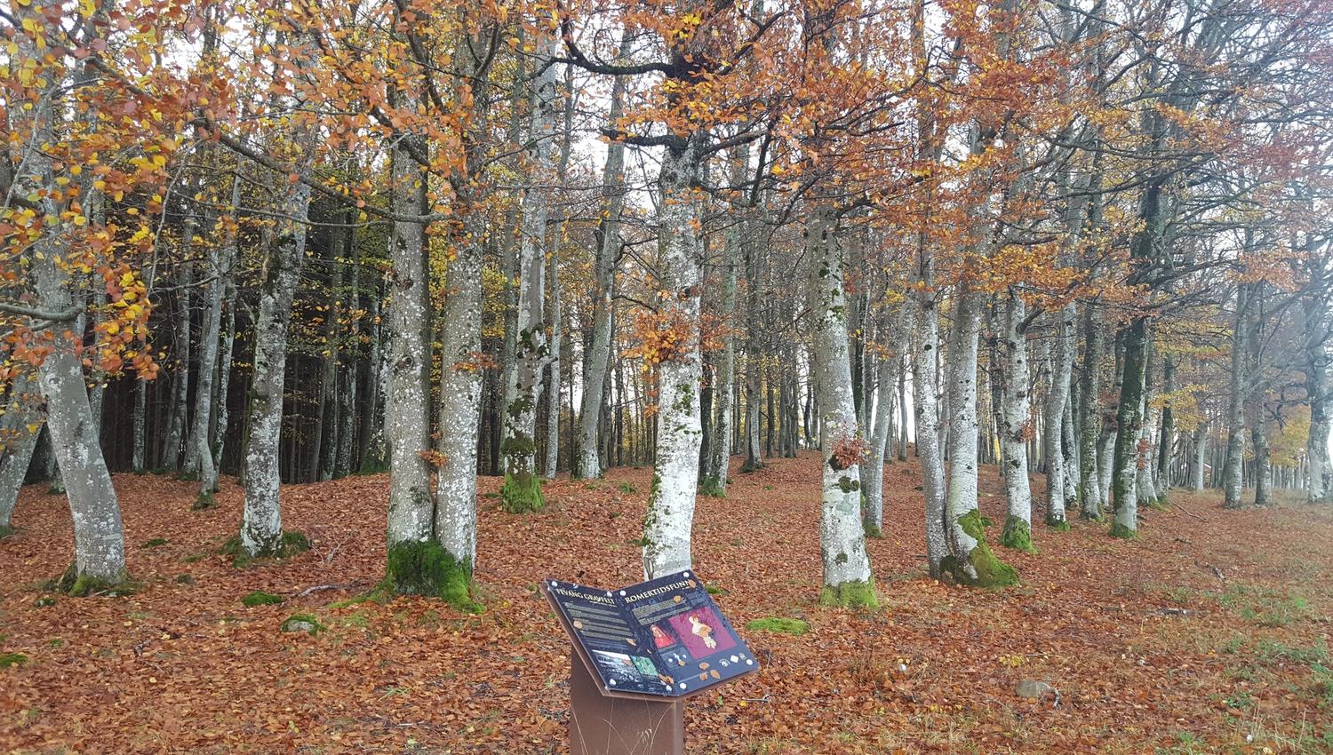 Gravhaugene på Fevang
