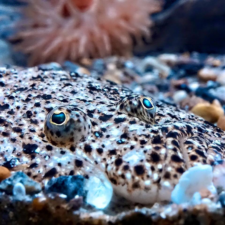 kamuflasjefisk med øyne som stikker opp