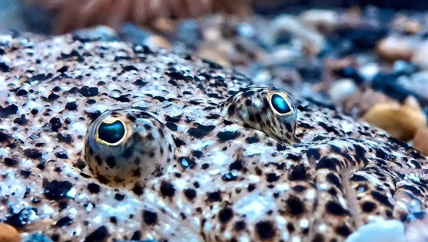 kamuflasjefisk med øyne som stikker opp