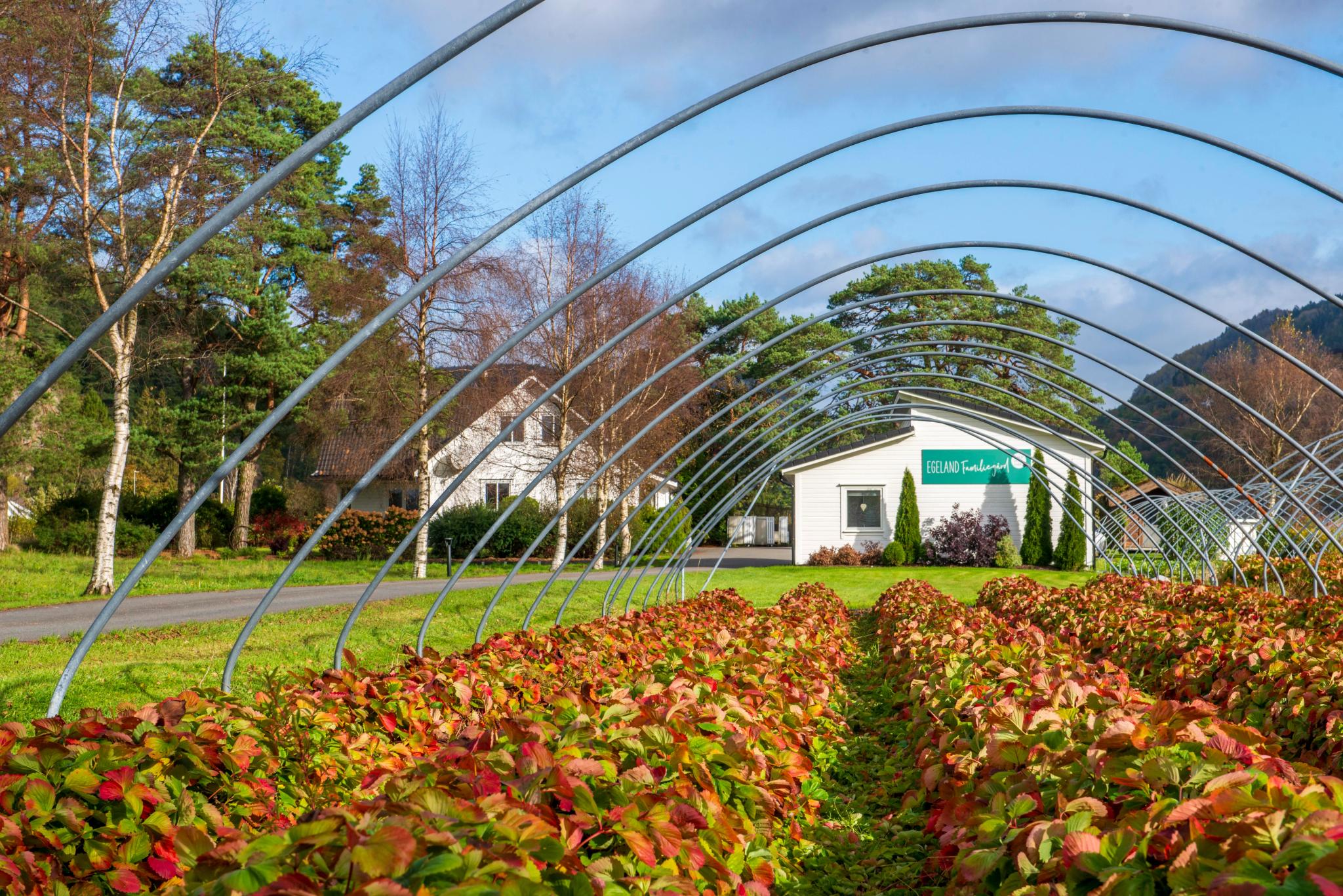 hstfarger-i-jordbrkeren---egeland-familiegrd---kvinesdal---gjermund-glesnes_53278726192_o