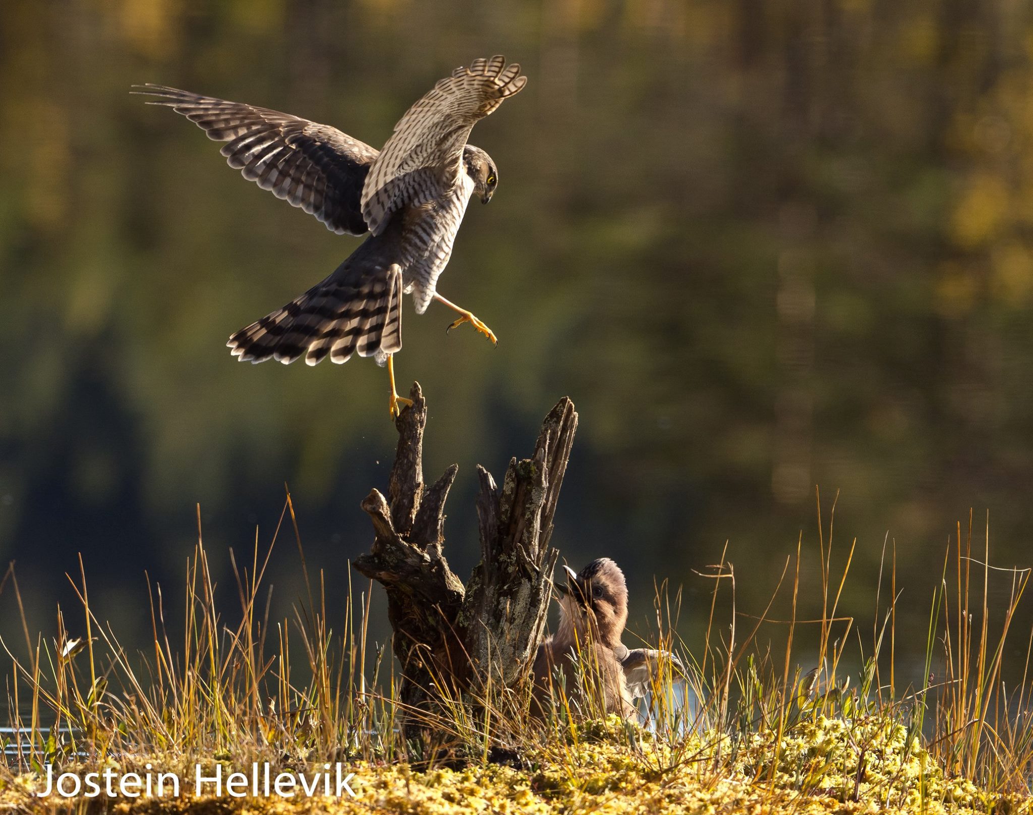 10011590_596862063742222_958454567_o