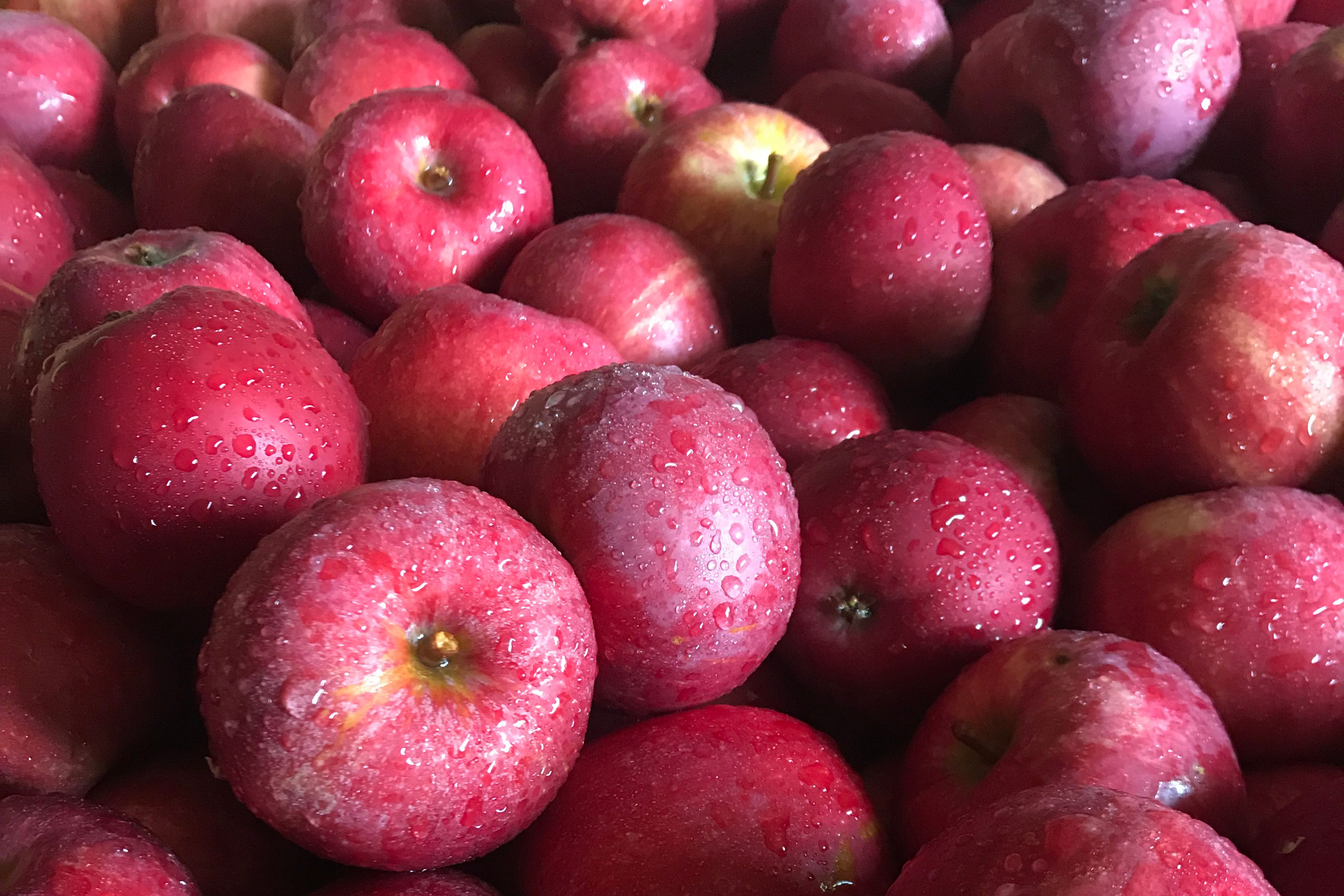 Forfriskende epler fra Lingebakken