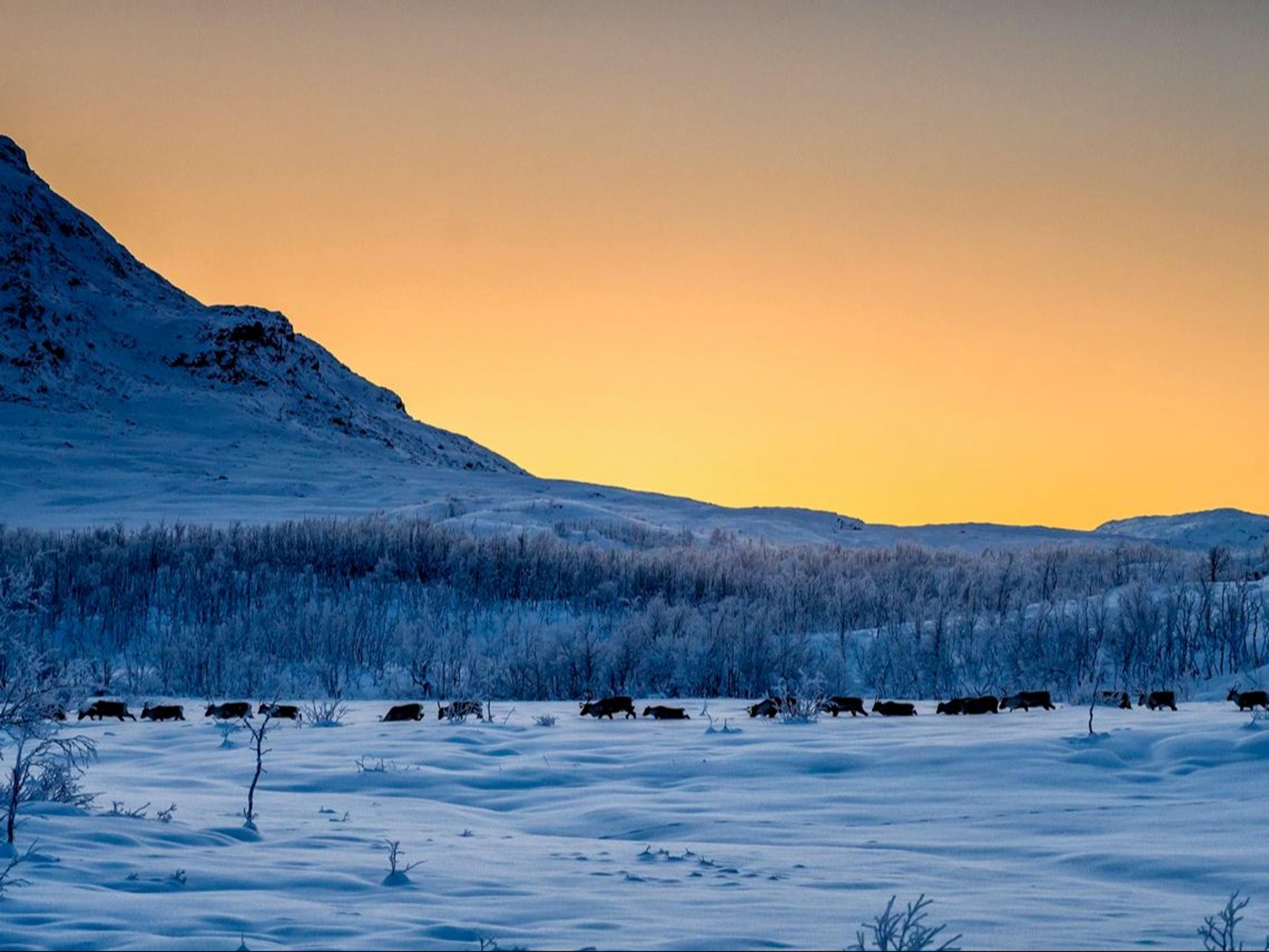 NARVIK: Swedish Lapland Day Trip