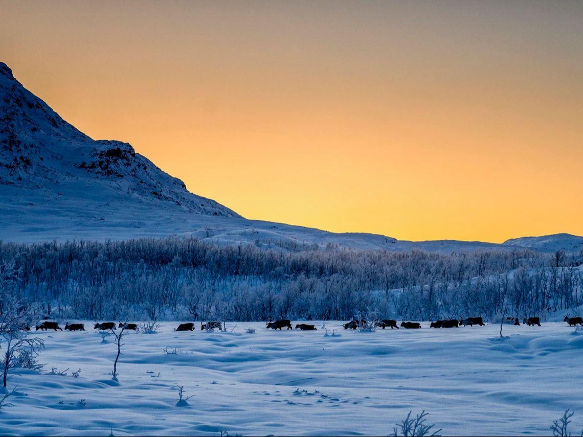 NARVIK: Swedish Lapland Day Trip