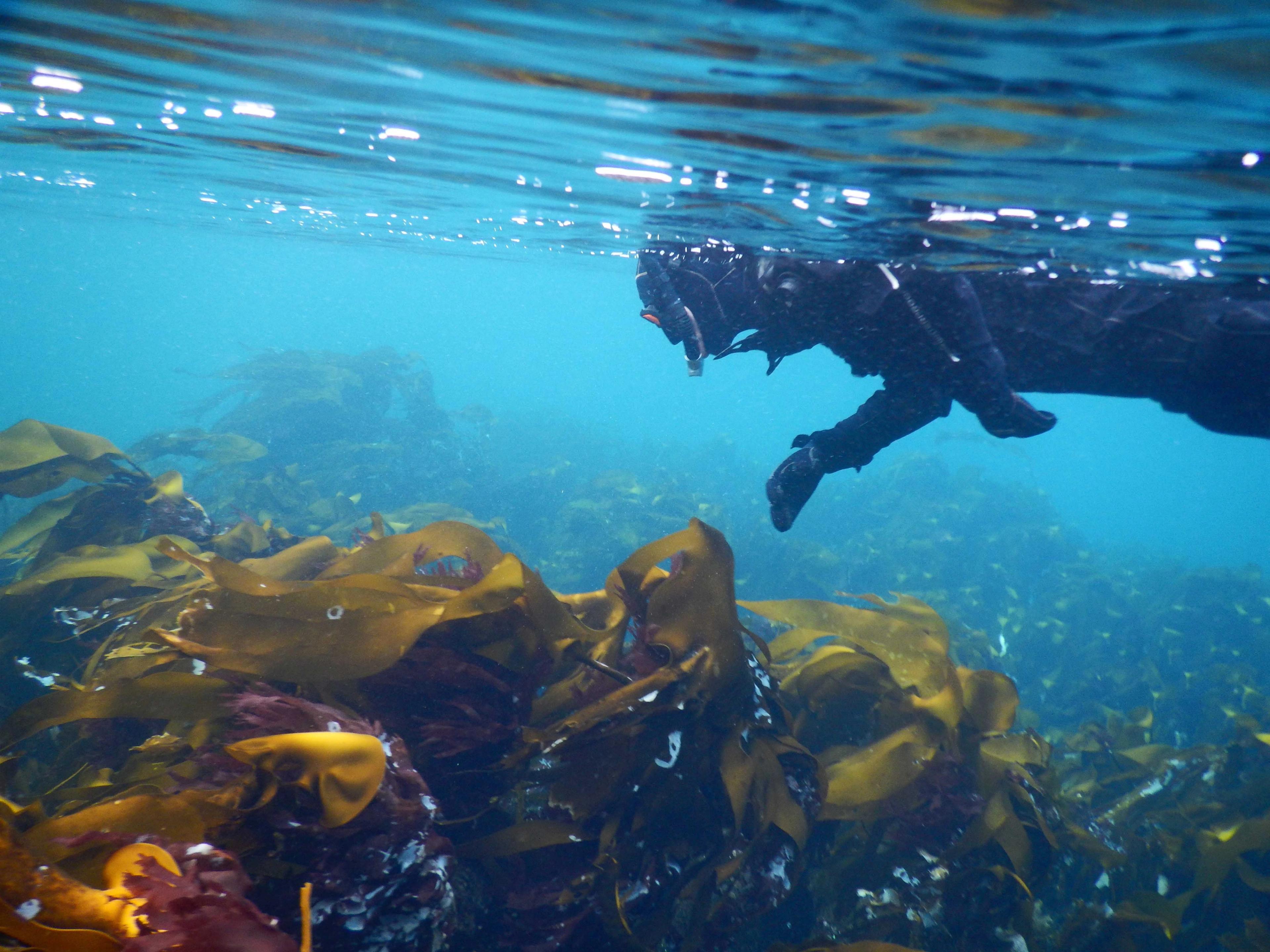 Snorkling i Saltstraumen
