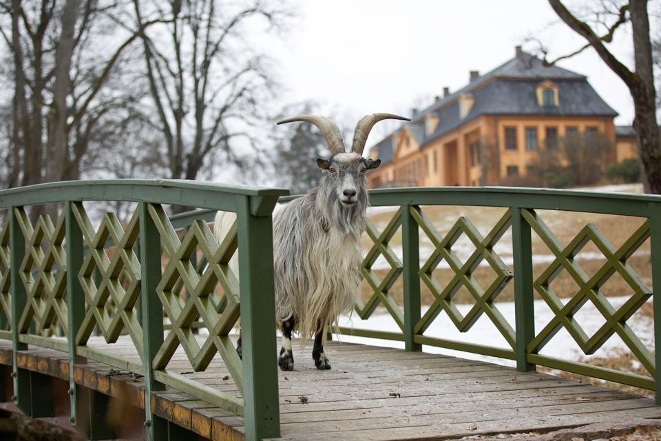 En geit som går på en bro.