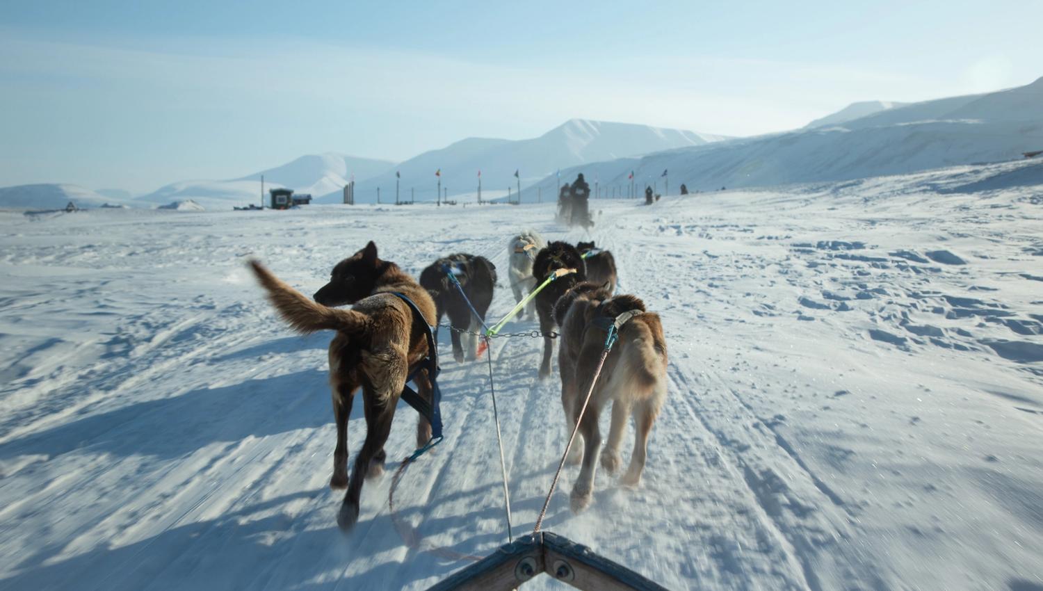 Hundespann på tur hjem til hundegården som synes i bakgrunnen