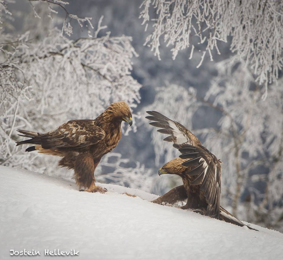 17265004_1132699956839274_5793921868353123219_n