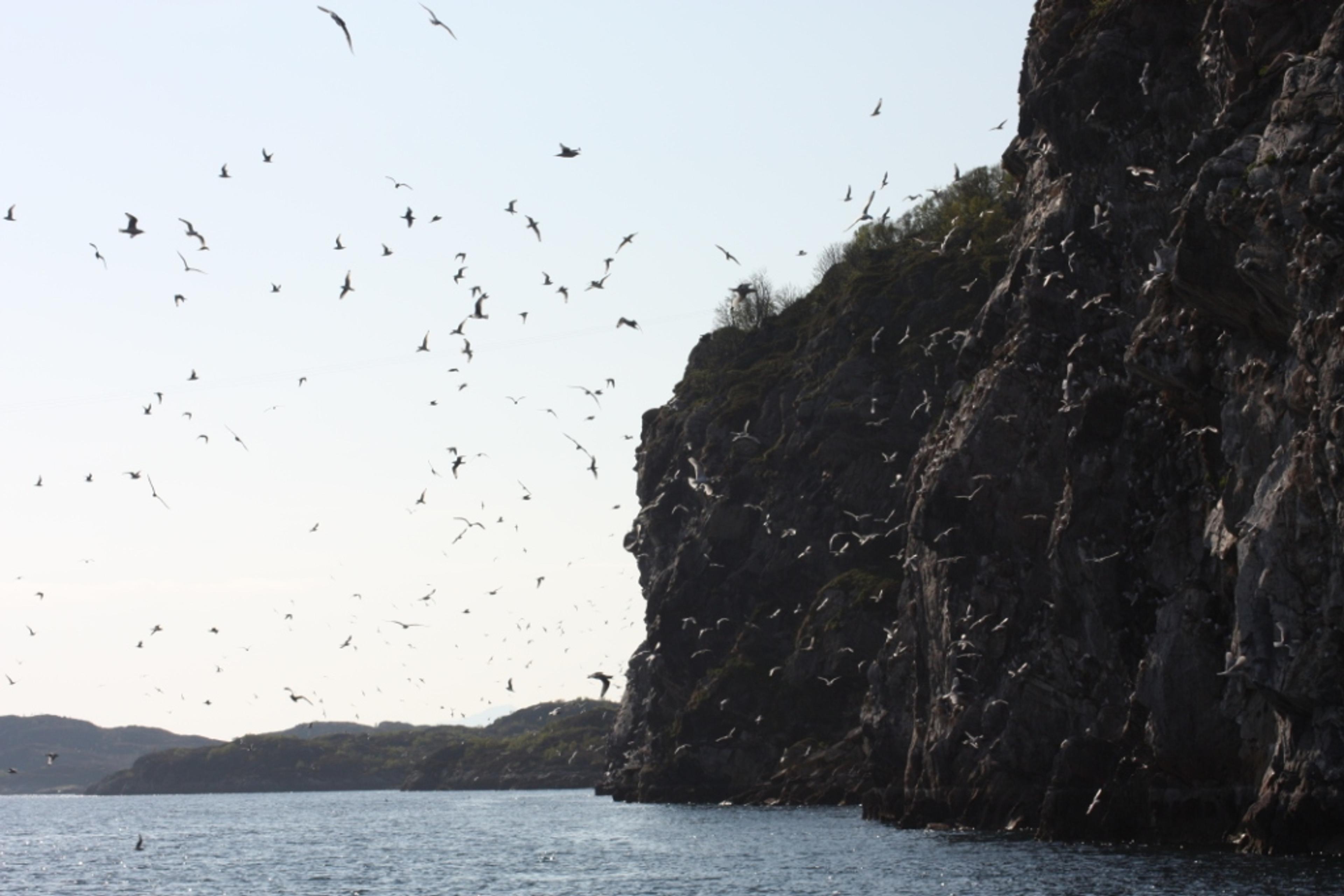 Viking Chieftain Tore Hunds Empire