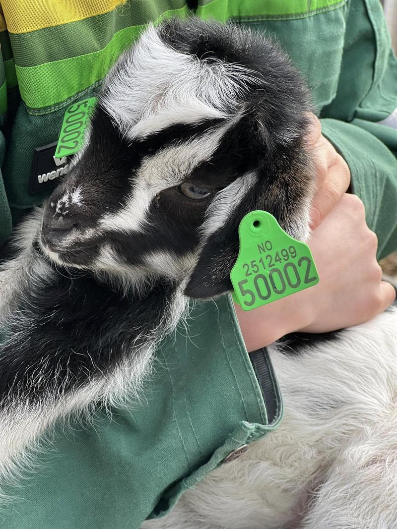 Alpaca- / goat walks and other farm experiences at Fladmark Farm