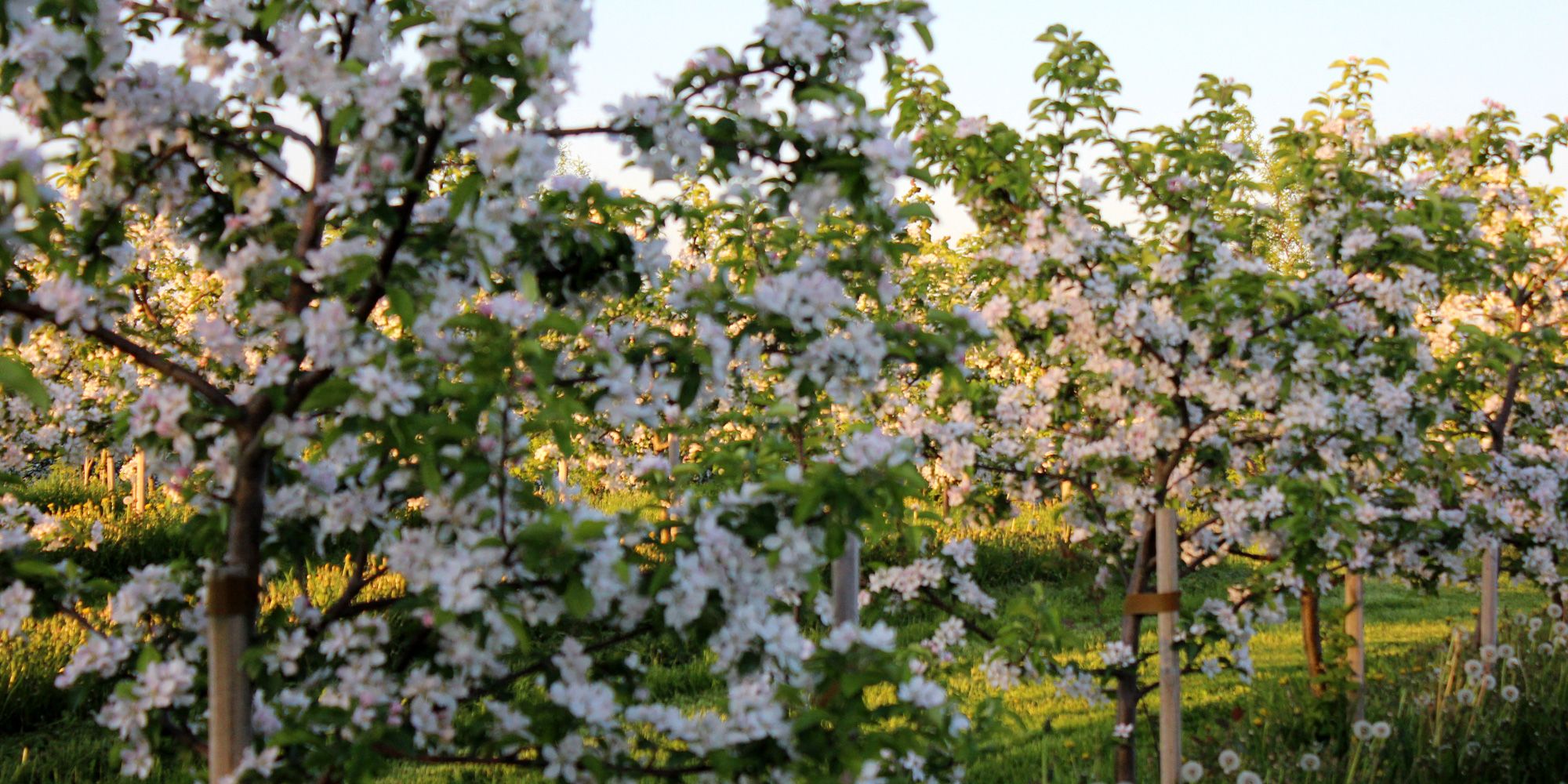 Blomstrende eplehage på Mikkehaug gård