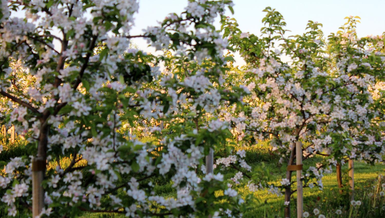 Blomstrende eplehage på Mikkehaug gård