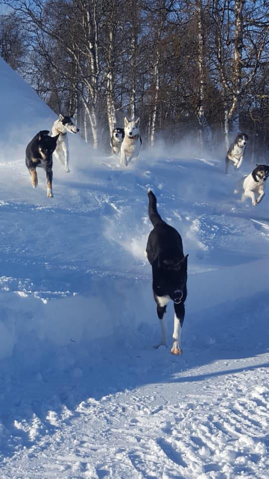 Who let the dogs out