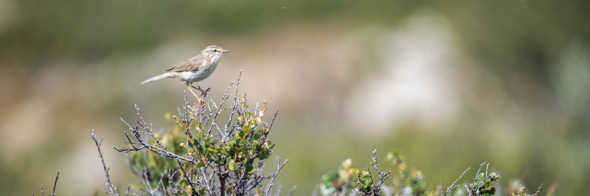 Bird watching with guide