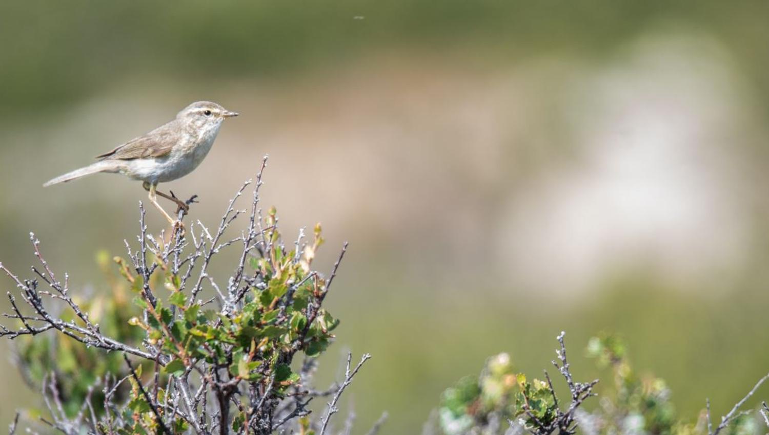 Bird watching with guide