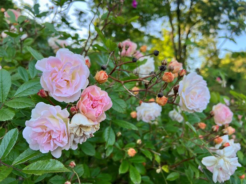 Rosariet Rosa Ghislaine de Feligonde 4