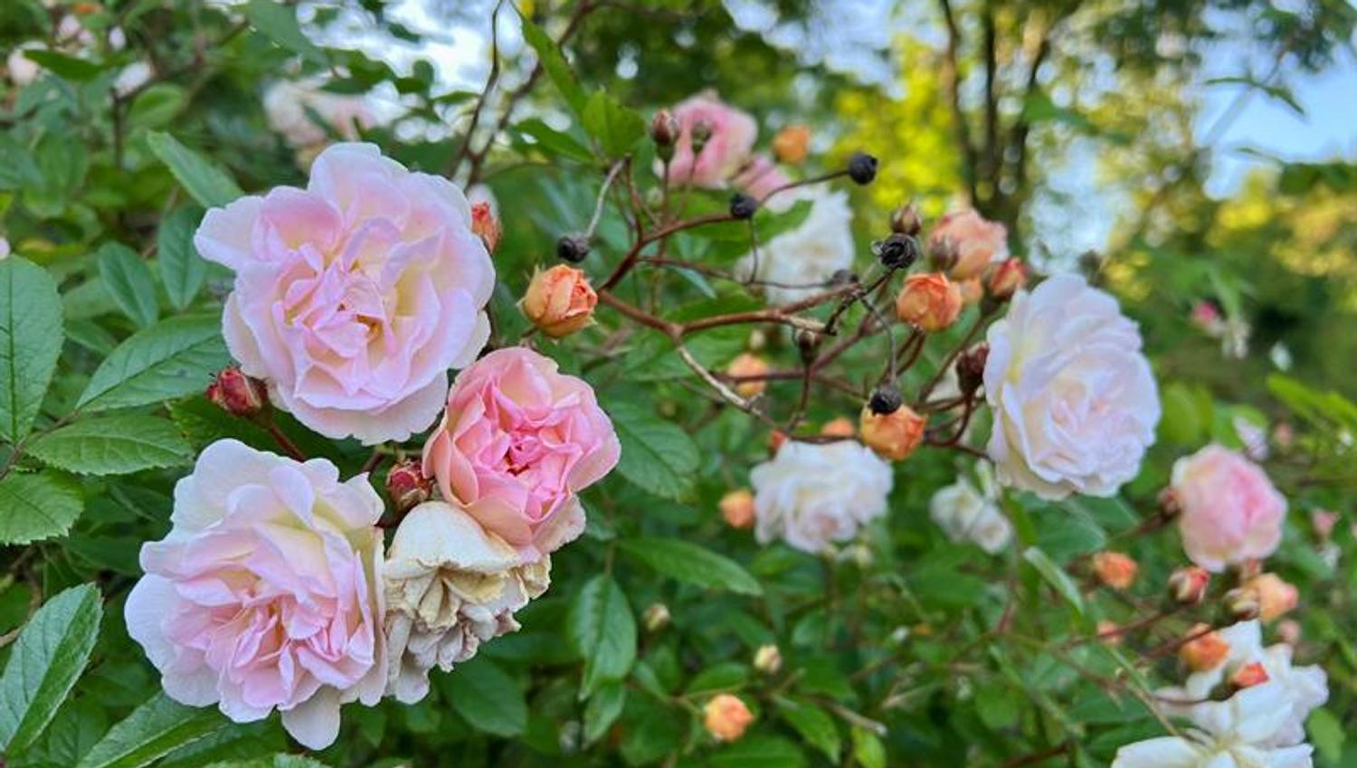 Rosariet Rosa Ghislaine de Feligonde 4