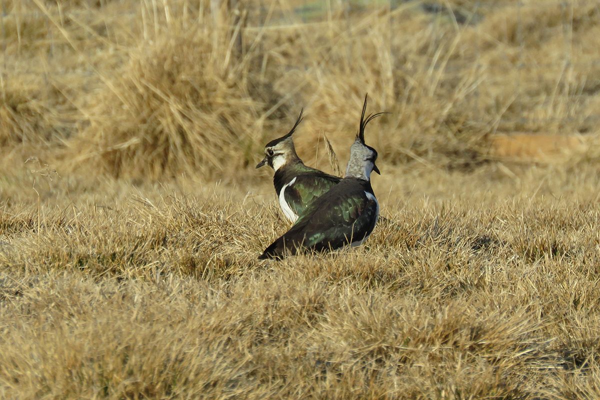 Two Northern lapwings facing in the opposite direction