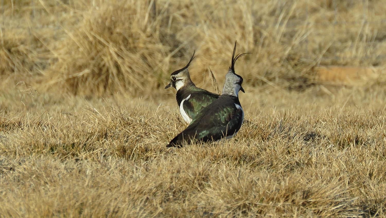 Two Northern lapwings facing in the opposite direction