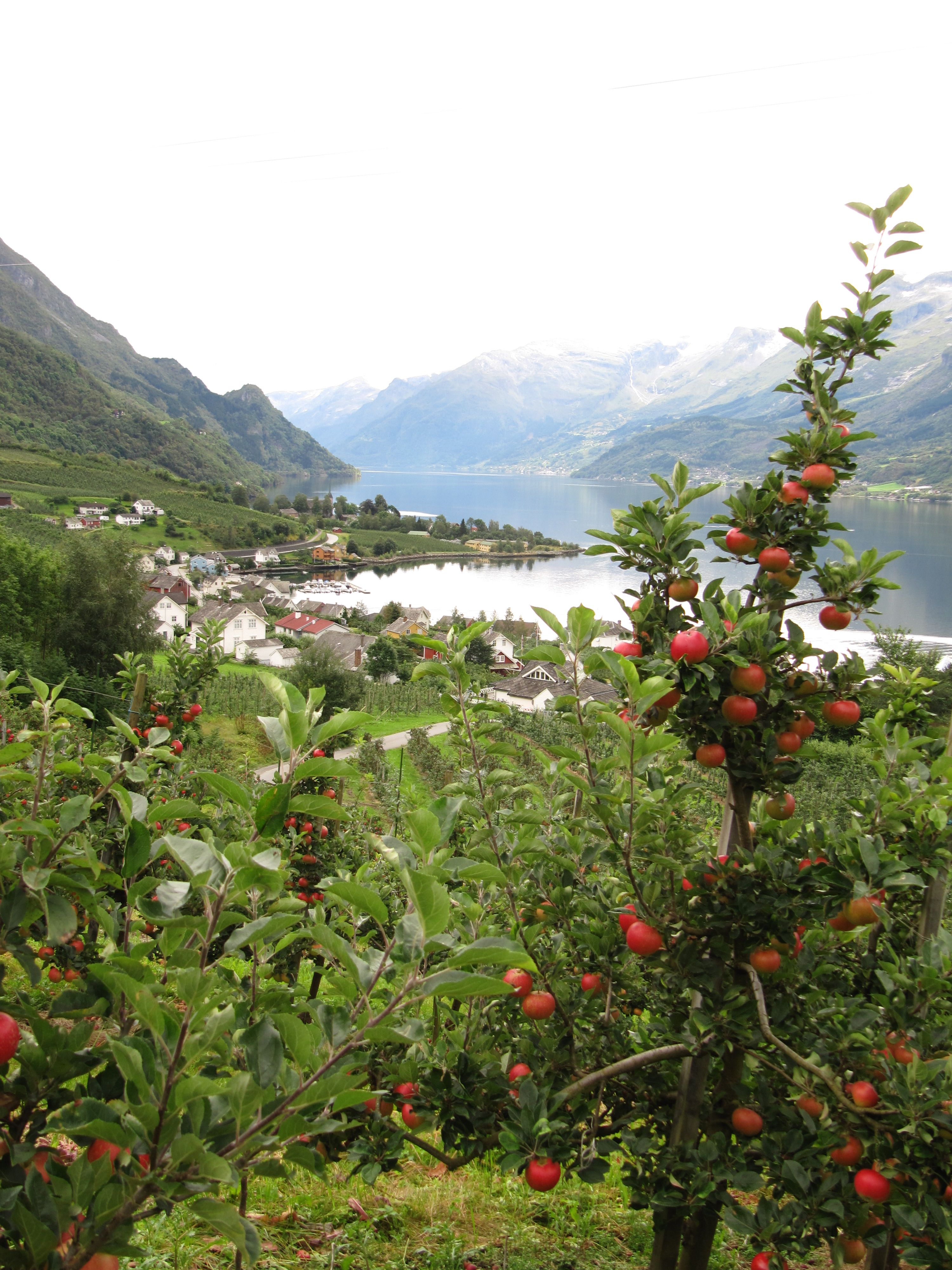 Epletre i full blomstring over Sørfjorden – typisk frukthage i Hardanger nær Hardanger Hostel B&B.