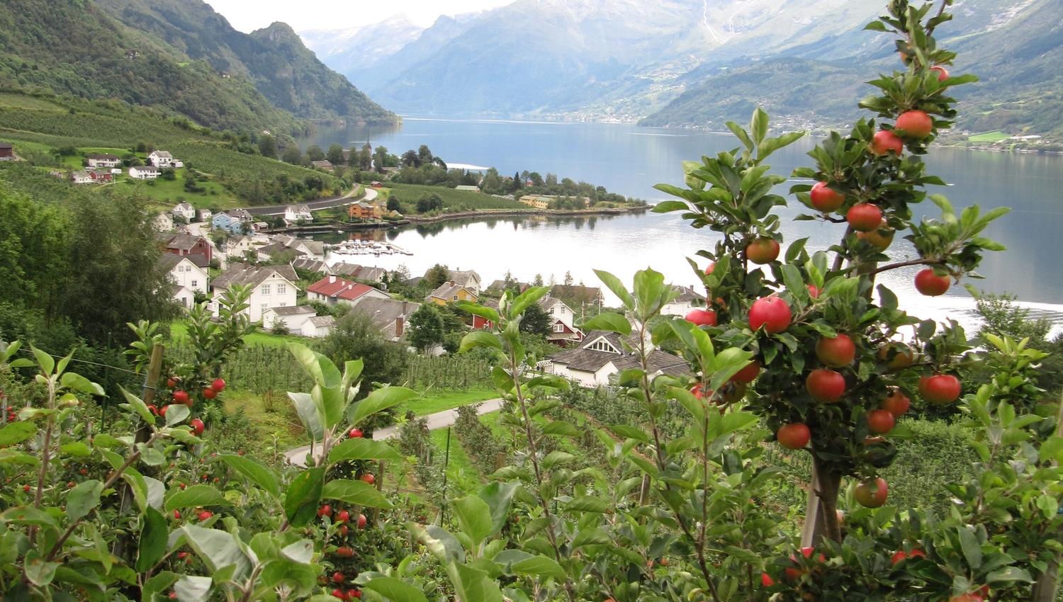 Epletre i full blomstring over Sørfjorden – typisk frukthage i Hardanger nær Hardanger Hostel B&B.