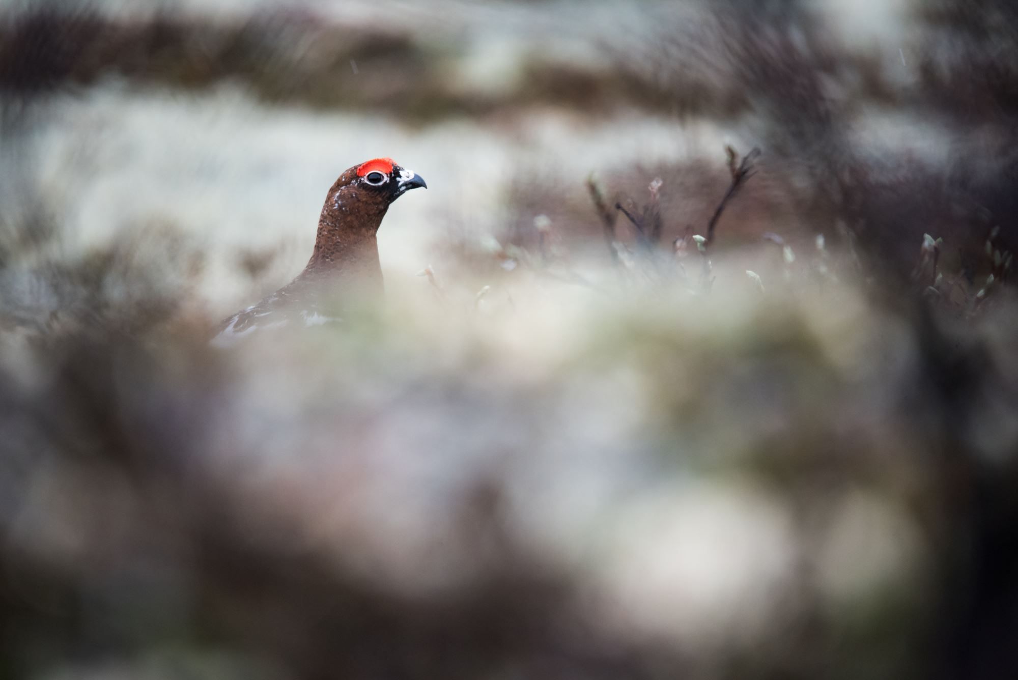 Bird watching with guide