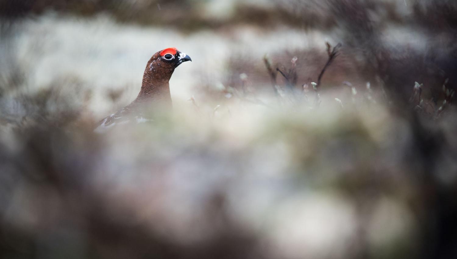 Bird watching with guide