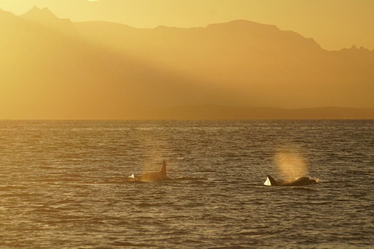 Orcas surrounded by Arctic light in The Tromsø region