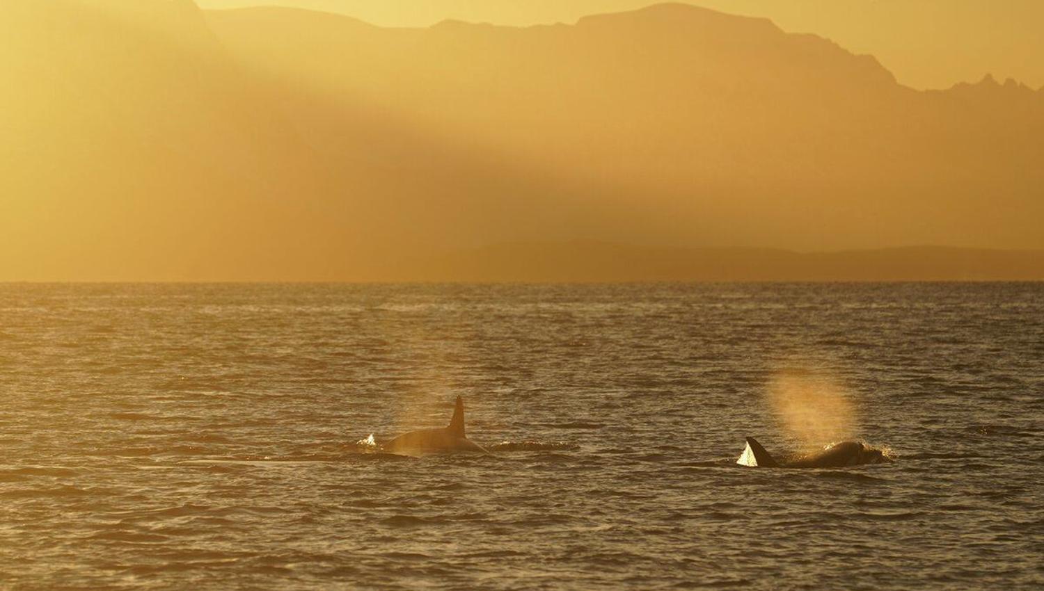 Orcas surrounded by Arctic light in The Tromsø region