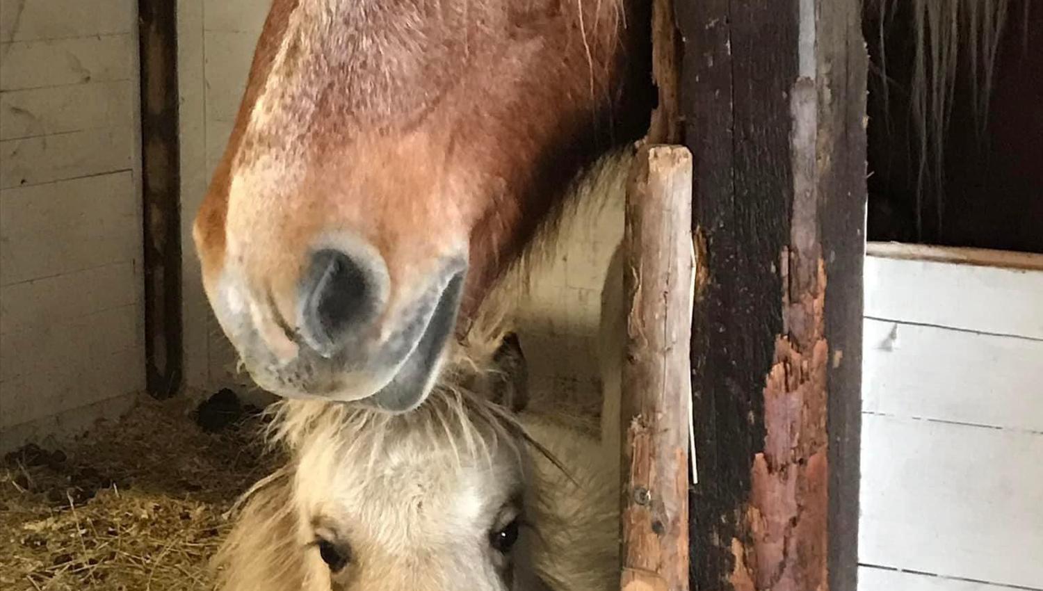 Horses