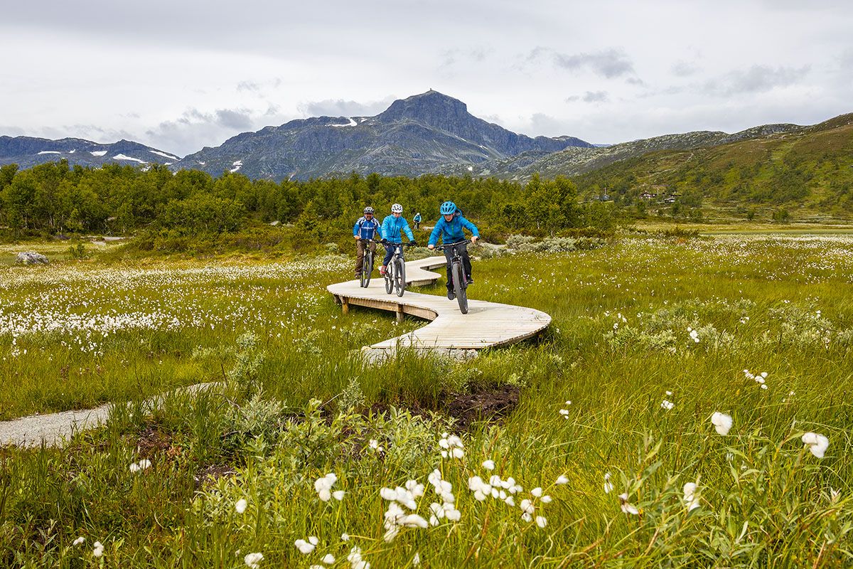 Syklister på bærekraftig bygget terrainsykkelsti med kloppelement over et myr med blomstrende myrull. Fjell i bakgrunnen.