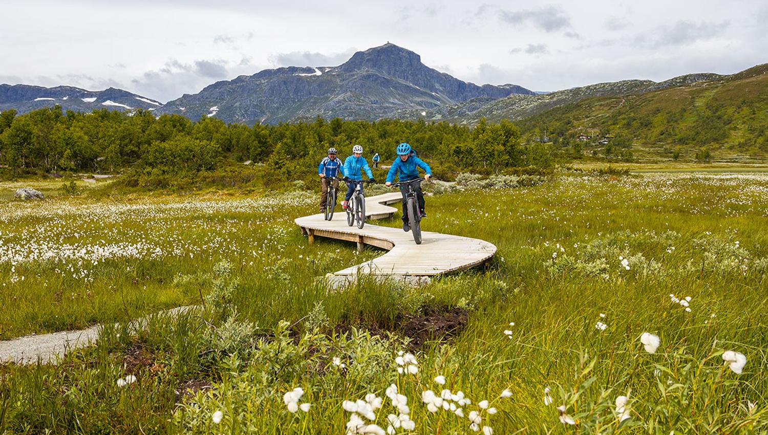 Syklister på bærekraftig bygget terrainsykkelsti med kloppelement over et myr med blomstrende myrull. Fjell i bakgrunnen.