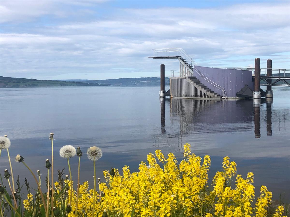 Stupetårnet Hamar,En badebrygge og stupetårn står i rolig vann med gule blomster i forgrunnen.